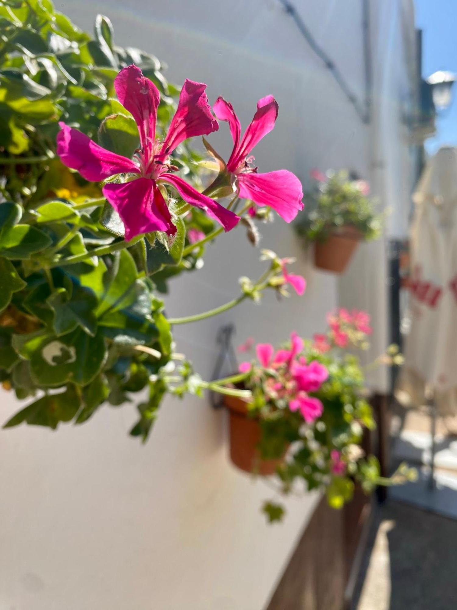 Rural Mar De Olivos Holiday home